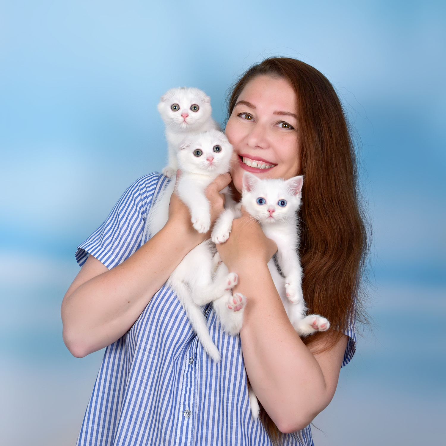 Логотип Питомник шотландских кошек